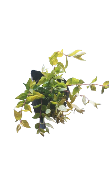 Abelia 1.5L