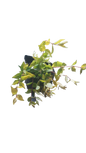 Abelia 1.5L