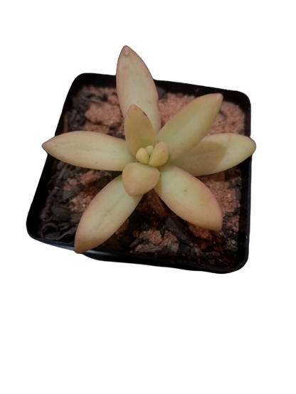 Assorted Mini Pots (5 cm) Filled With Various  Succulents (Sold Separately)