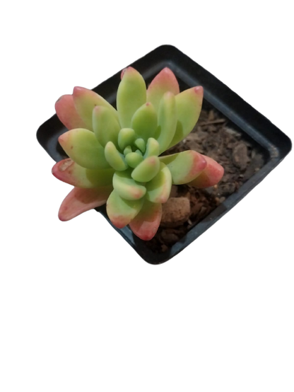 Assorted Mini Pots (5 cm) Filled With Various  Succulents (Sold Separately)
