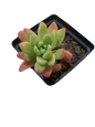 Assorted Mini Pots (5 cm) Filled With Various  Succulents (Sold Separately)