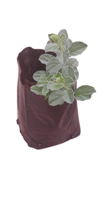 Convonvulus Blue 1L