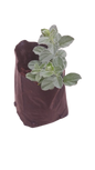 Convonvulus Blue 1L