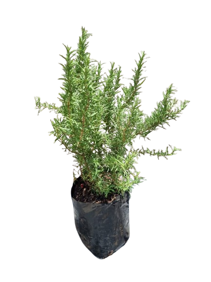 Rosemary  10L