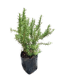Rosemary  10L