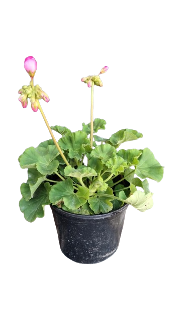 Pelargonium Zonale Assorted 15cm