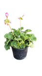 Pelargonium Zonale Assorted 15cm