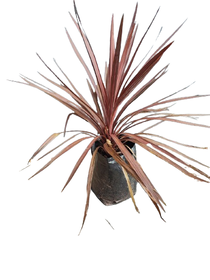 Cordyline Australis 10L