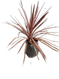 Cordyline Australis 10L