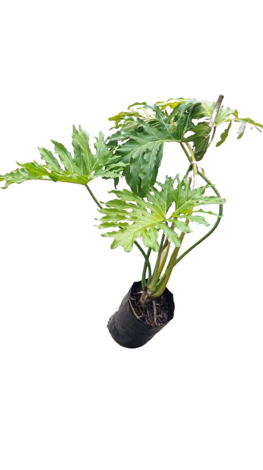 Philodendron Selloum Various Sizes