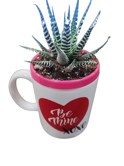 Valentine Succulent Cup
