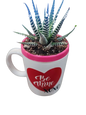 Valentine Succulent Cup