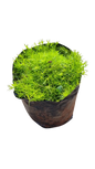 Scotch Moss (Yellow Moss) - 1.5L