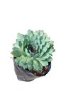 Echeveria Green - 1.5L