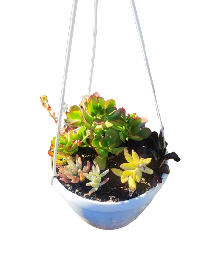 Mixed Succulents in Hanging basket