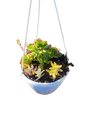 Mixed Succulents in Hanging basket