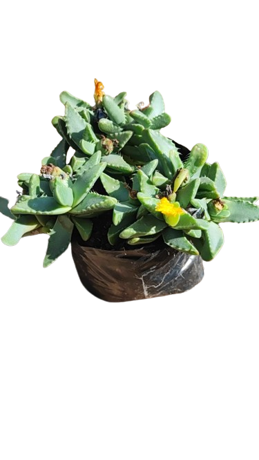 Faucaria Mixed 2L
