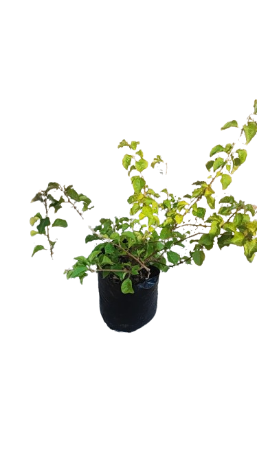 Bougainvillea assorted - 5L