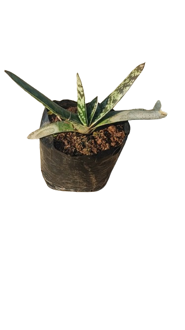 Gasteria  Bicolour 4L