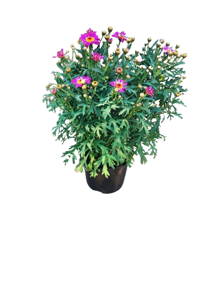 Argyranthemum Lollies Assorted 15cm