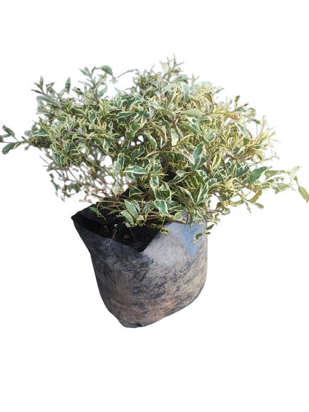 Syzigium Paniculatum Varigata Triocolour-Ball 10L