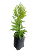Cupressus Macro Gold Crest 10L