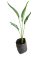 Strelitzia Reginae - 10L