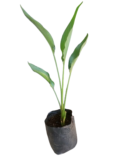 Strelitzia Reginae 10L