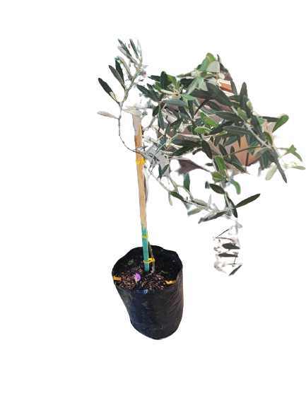 Olive Mission 20L