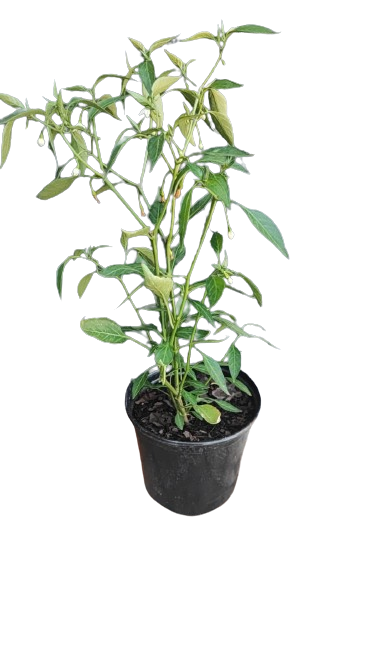 Capsicum Plant 15cm various