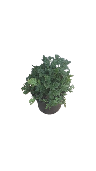 Matricaria Vegmo Various 15cm