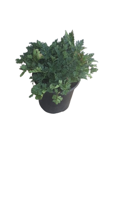 Matricaria Vegmo Various 15cm