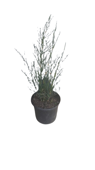 Elegia Capensis (Horsetail Restio) 17cm