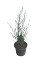 Elegia Capensis (Horsetail Restio) 17cm