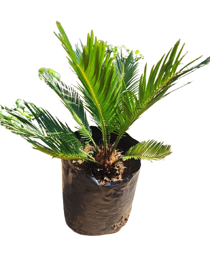 Cycas Various Sizes