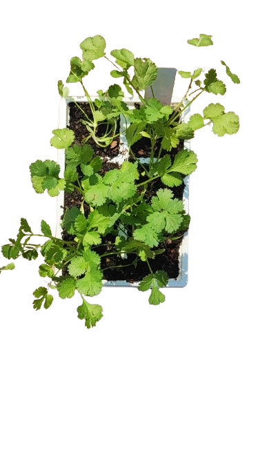 Coriander 6 Pack Seedling Tray