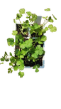 Coriander 6 Pack Seedling Tray