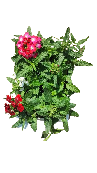 Verbena 6 Pack Seedling Mix (Various Colours)