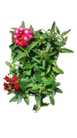 Verbena 6 Pack Seedling Mix (Various Colours)