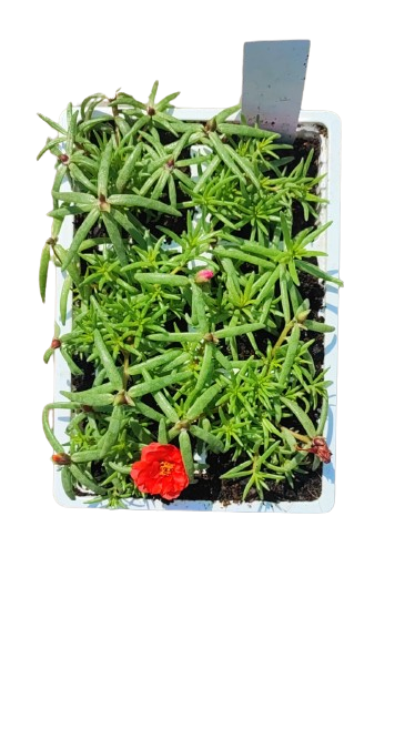 Portulaca 6 Pack Seedling Tray
