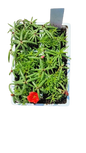 Portulaca 6 Pack Seedling Tray
