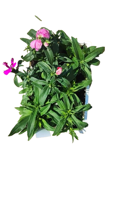 Dianthus 6 Pack Seedling Tray
