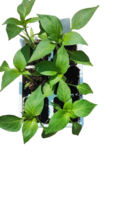Sweet Yellow Pepper - 6 Pack Seedling Tray
