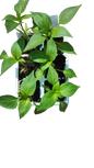 Sweet Yellow Pepper - 6 Pack Seedling Tray