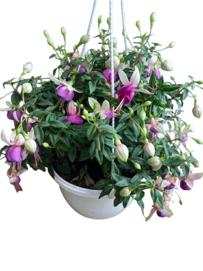 Fuchsia Bella Various Hanging Basket
