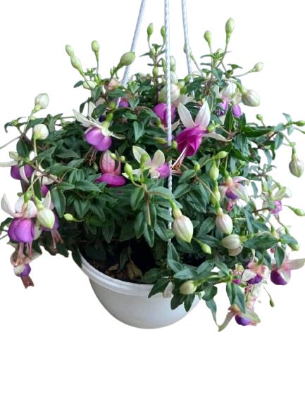 Fuchsia Bella Various Hanging Basket