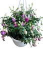 Fuchsia Bella Various Hanging Basket
