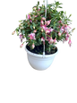 Fuchsia Bella Various Hanging Basket