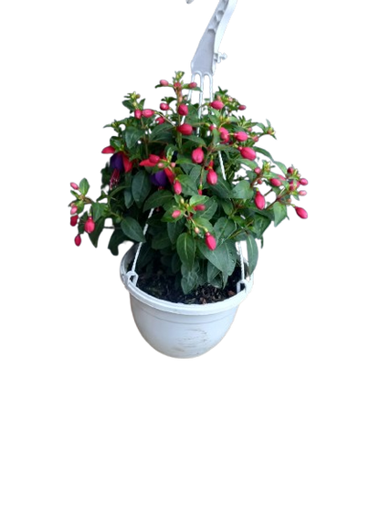 Fuchsia Bella Various Hanging Basket