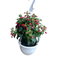 Fuchsia Bella Various Hanging Basket